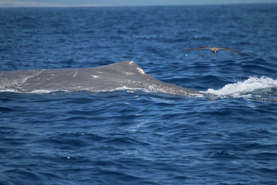 Tarifa: Whale & Dolphin Watching in the Strait of Gibraltar - Two hours on the Strait