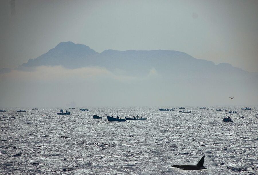 Tarifa: Whale & Dolphin Watching in the Strait of Gibraltar - What you might see
