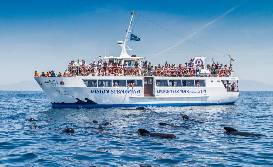 Tarifa: Whale & Dolphin Watching in the Strait of Gibraltar - A responsible approach to marine life