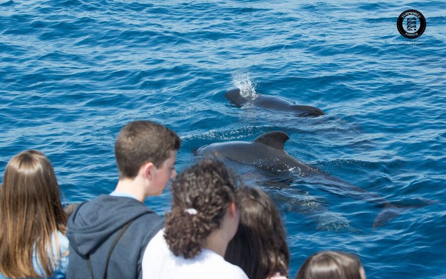 Tarifa: Whale & Dolphin Watching in the Strait of Gibraltar - The sea conditions and what to bring