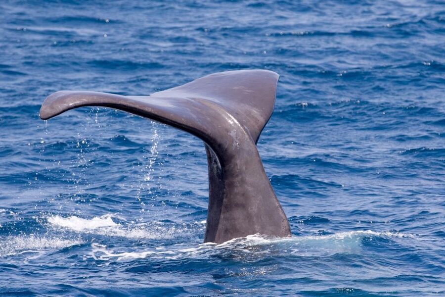 Tarifa: Whale & Dolphin Watching in the Strait of Gibraltar - Who will enjoy this cruise most