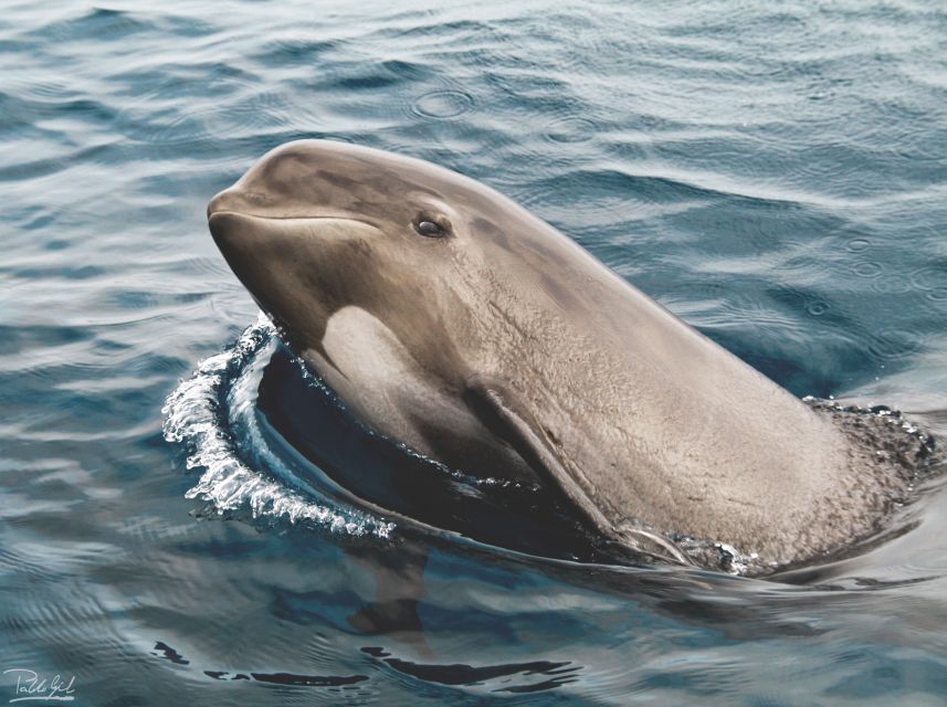 Tarifa: Whale & Dolphin Watching in the Strait of Gibraltar - Starting at Turmares Tarifa