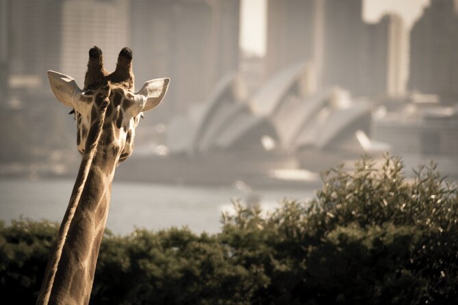 Taronga Zoo & Whale Watching Cruise Combo - Sydney Harbour - Letting the zoo afternoon belong to you
