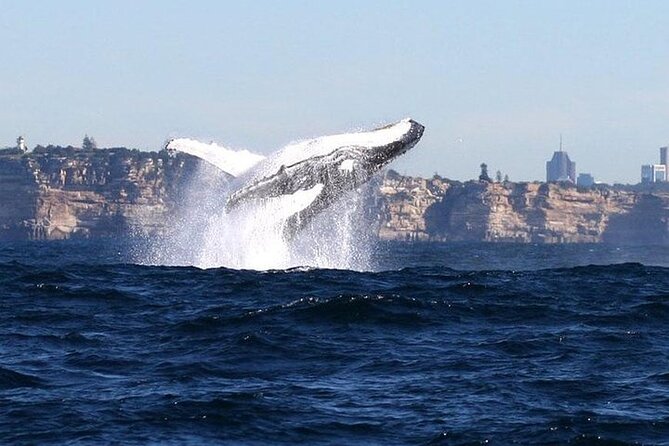 Taronga Zoo & Whale Watching Cruise Combo - Sydney Harbour - Searching for humpback whales beyond Sydney Heads