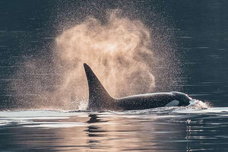 Telegraph Cove: 3-Hour Whale Watching Tour in a Zodiac Boat - Watching orcas without crowding them