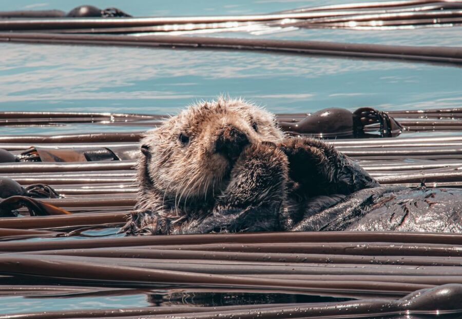Telegraph Cove: 3-Hour Whale Watching Tour in a Zodiac Boat - Humpbacks, dolphins, and a longer wildlife list