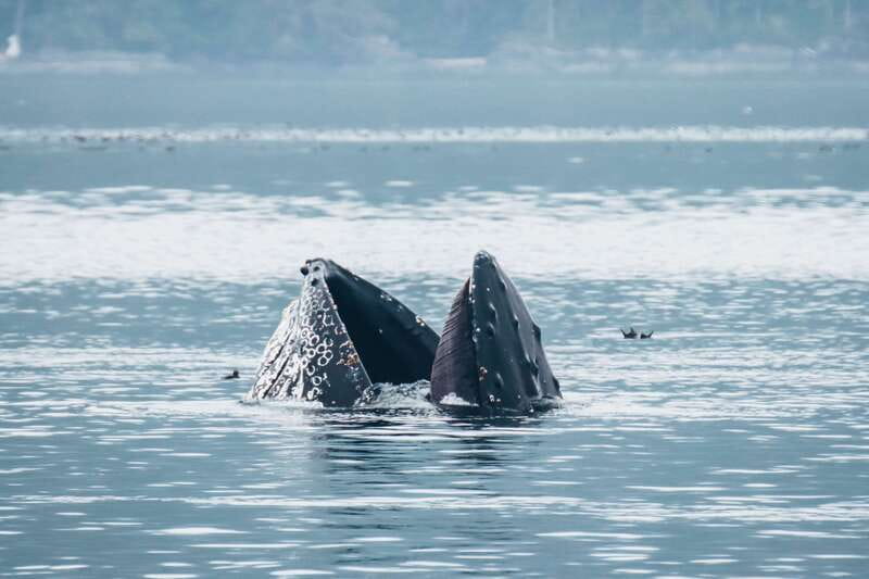 Telegraph Cove: 3-Hour Whale Watching Tour in a Zodiac Boat - What the three hours feel like