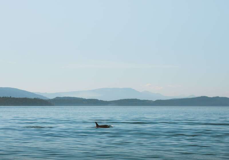 Telegraph Cove: 3-Hour Whale Watching Tour in a Zodiac Boat - The ride is part of the attraction