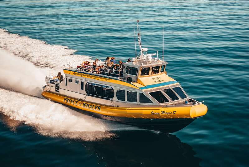 Telegraph Cove: Whale Watching Adventure with Free Photos - Three hours of searching, watching, and listening