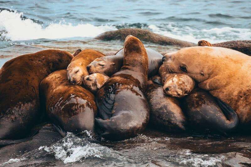 Telegraph Cove: Whale Watching Adventure with Free Photos - Naturalist commentary makes the waiting worthwhile