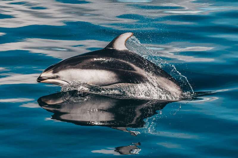 Telegraph Cove: Whale Watching Adventure with Free Photos - Is the 149 dollar price fair?
