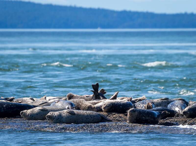 Telegraph Cove: Whale Watching Adventure with Free Photos - Choosing your place aboard Ocean Magic II
