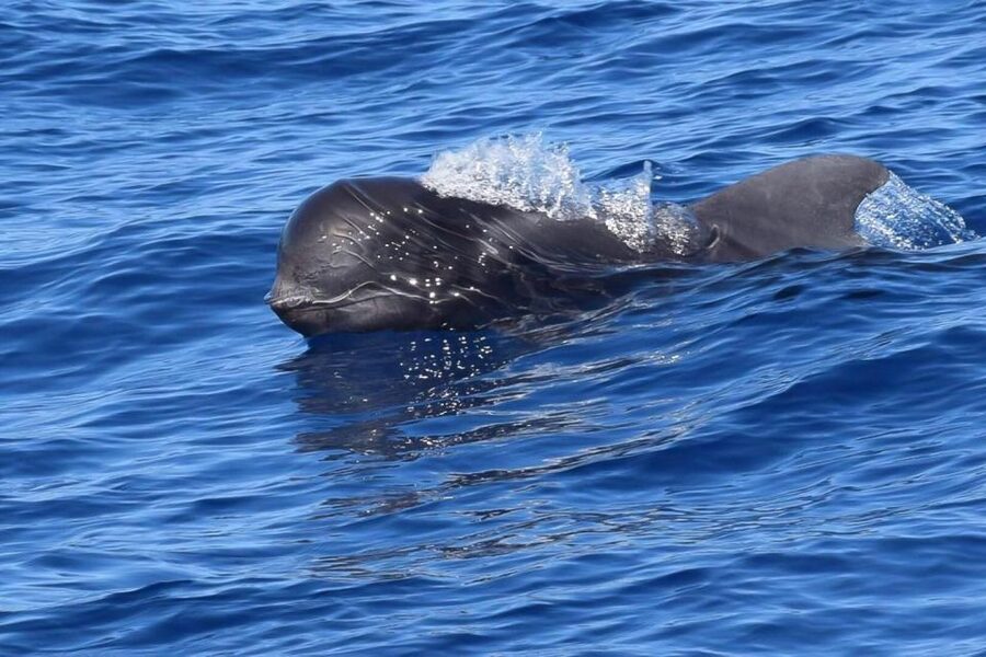 Tenerife: 3 &-6 Hour Private Whale & Dolphin Watching - Why this private whale trip feels different