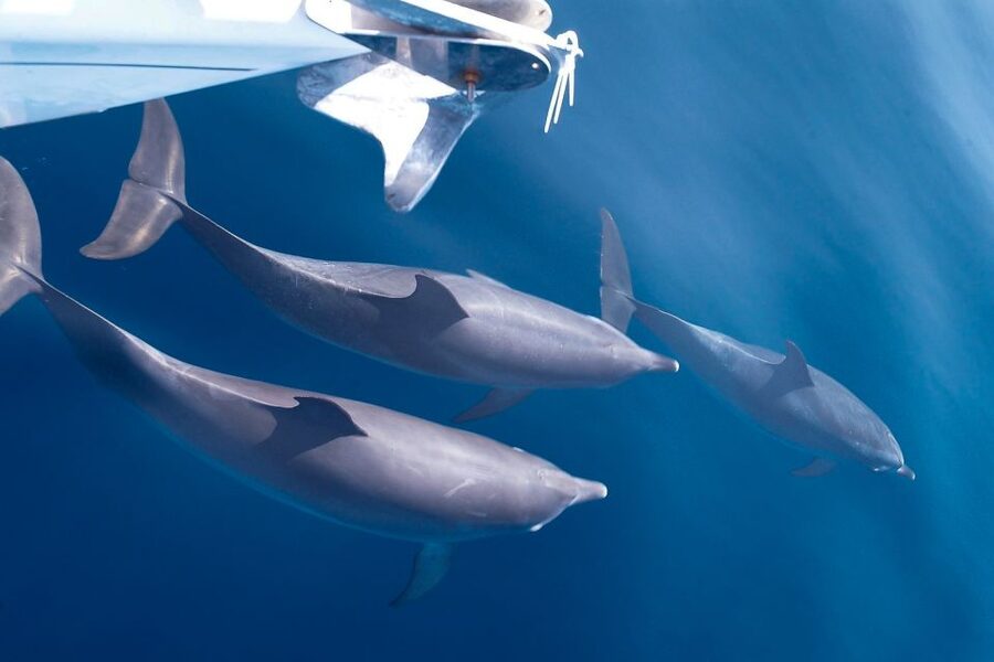 Tenerife: 3 &-6 Hour Private Whale & Dolphin Watching - Leaving Puerto Colon on the Gran Azor
