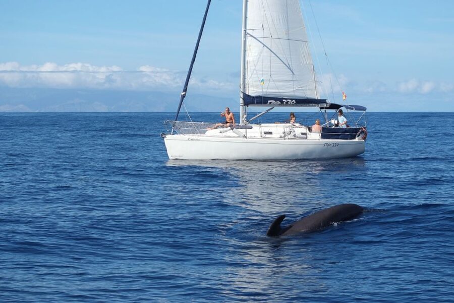 Tenerife: 3 &-6 Hour Private Whale & Dolphin Watching - Swimming and snorkeling in clear water