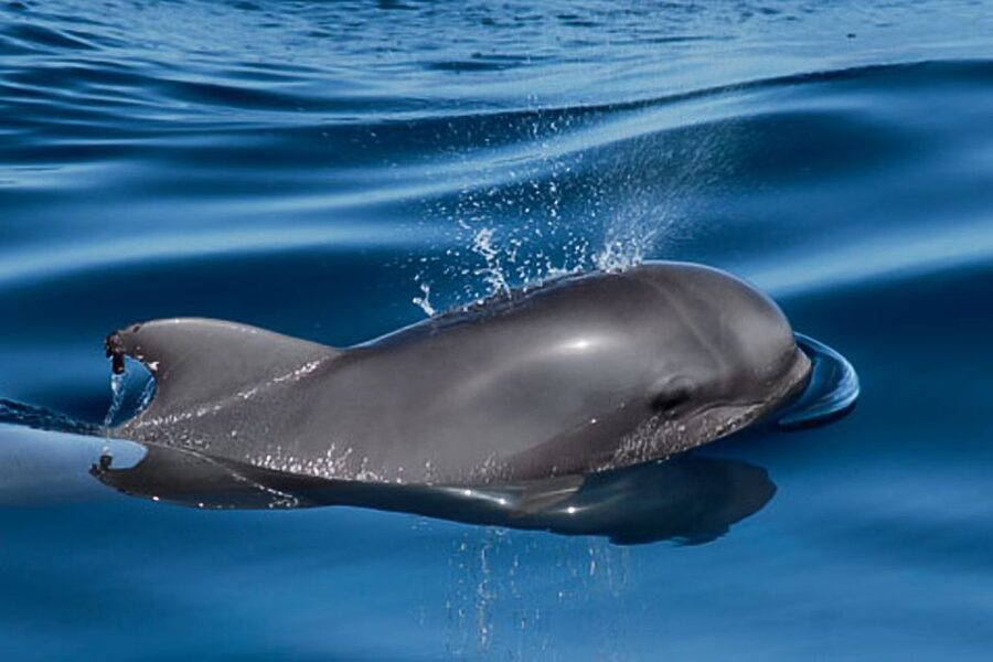 Tenerife: 3 &-6 Hour Private Whale & Dolphin Watching - Is $1,101 good value for up to nine people?