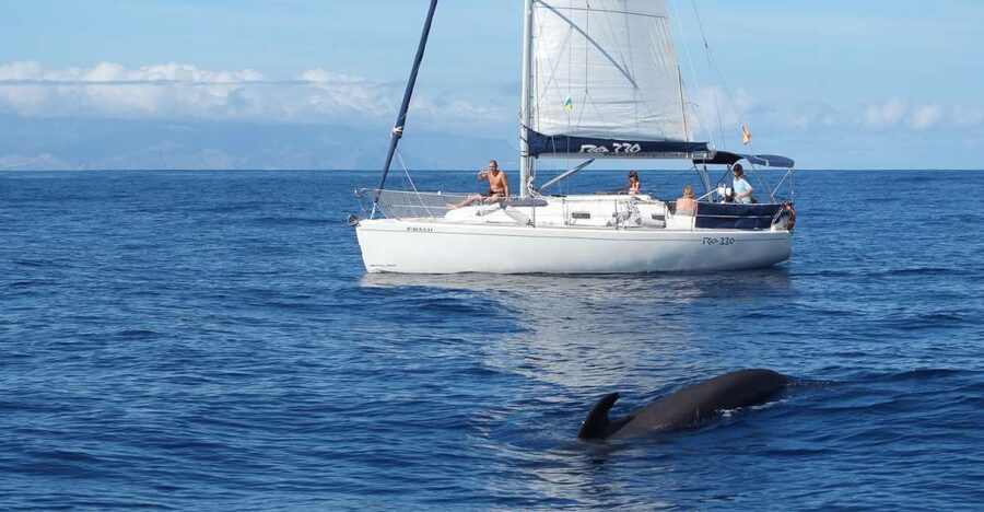 Tenerife: 3 &-6 Hour Private Whale & Dolphin Watching - Who should book this charter?