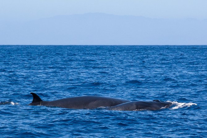 Tenerife 3-Hour Discover Whales and Dolphins - Who will enjoy this trip most?
