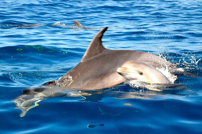 Tenerife 3-Hour Discover Whales and Dolphins - Booking details and cancellation
