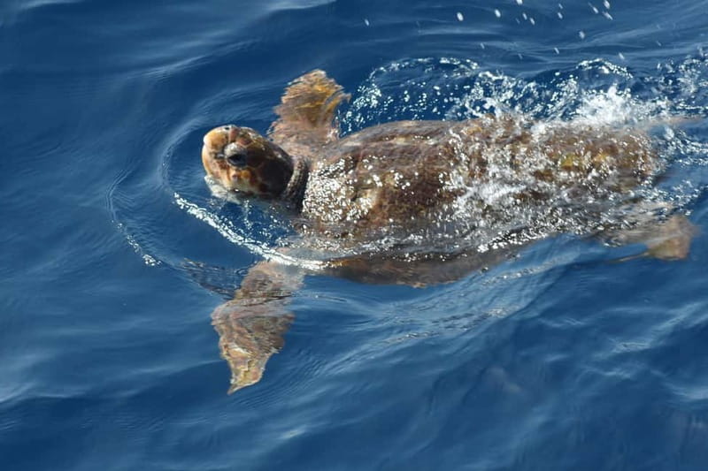 Tenerife: Accessible Whale Watching & Ocean Experience - Booking tips for a smoother day