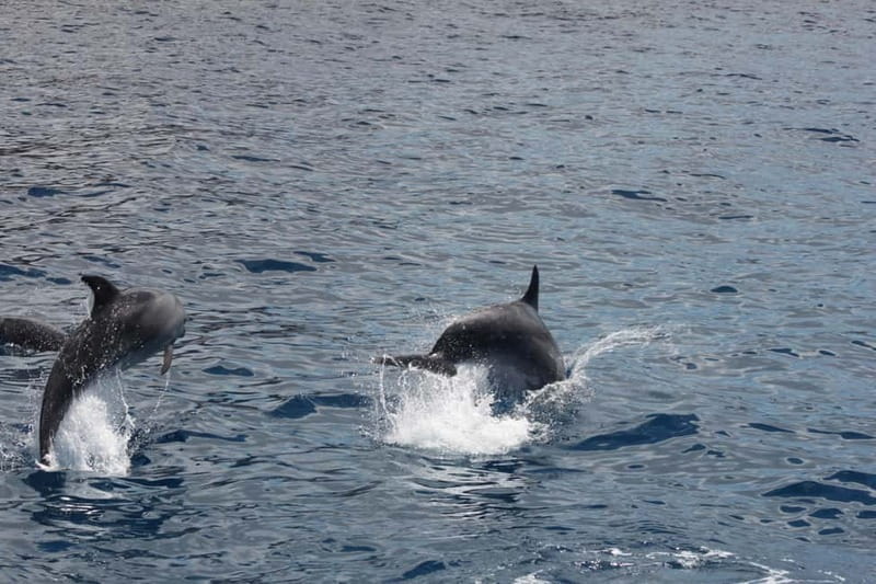 Tenerife: Accessible Whale Watching & Ocean Experience - A small boat, not a crowded sightseeing cruise