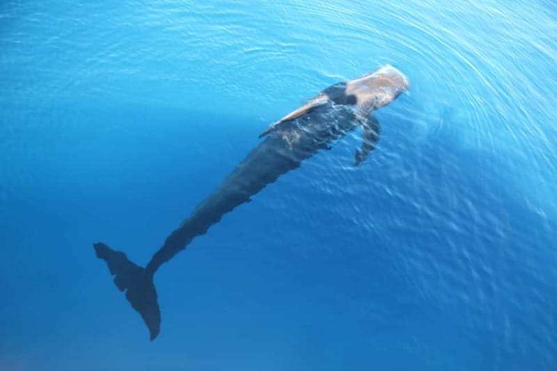 Tenerife: Accessible Whale Watching & Ocean Experience - The swimming and snorkeling stop