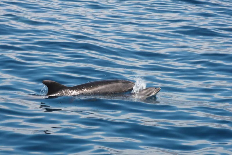 Tenerife: Accessible Whale Watching & Ocean Experience - Practical comfort and accessibility details