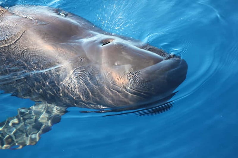 Tenerife: Accessible Whale Watching & Ocean Experience - Setting out from Los Cristianos Harbour