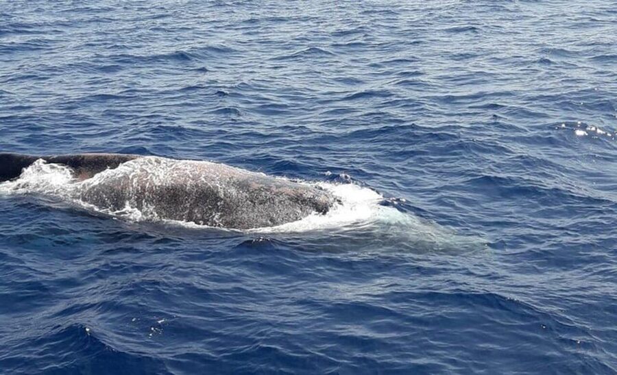 Tenerife: Eco-Yacht Whale and Dolphin Watching and Swimming - Booking details that matter