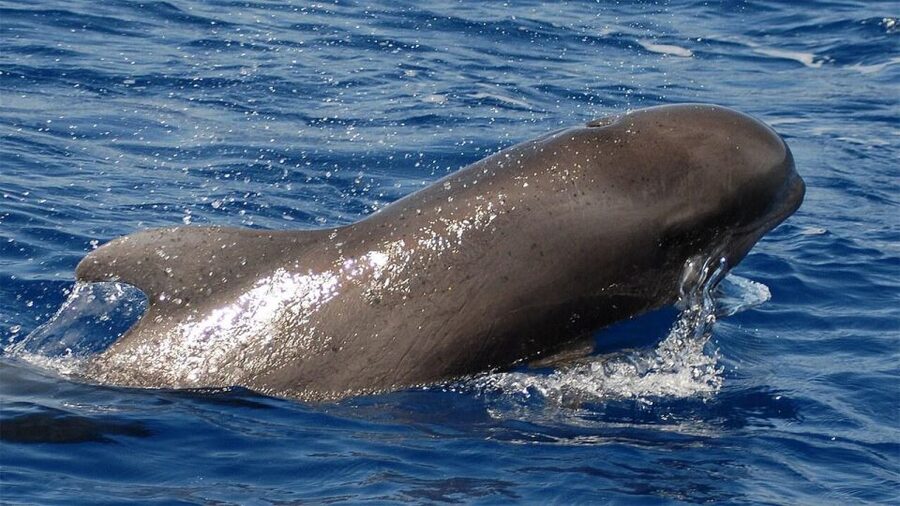 Tenerife: Eco-Yacht Whale and Dolphin Watching and Swimming - Watching whales without chasing them