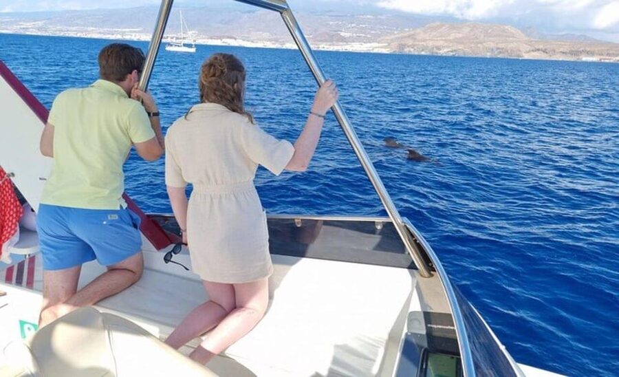 Tenerife: Eco-Yacht Whale and Dolphin Watching and Swimming - Swimming and snorkeling before returning to port
