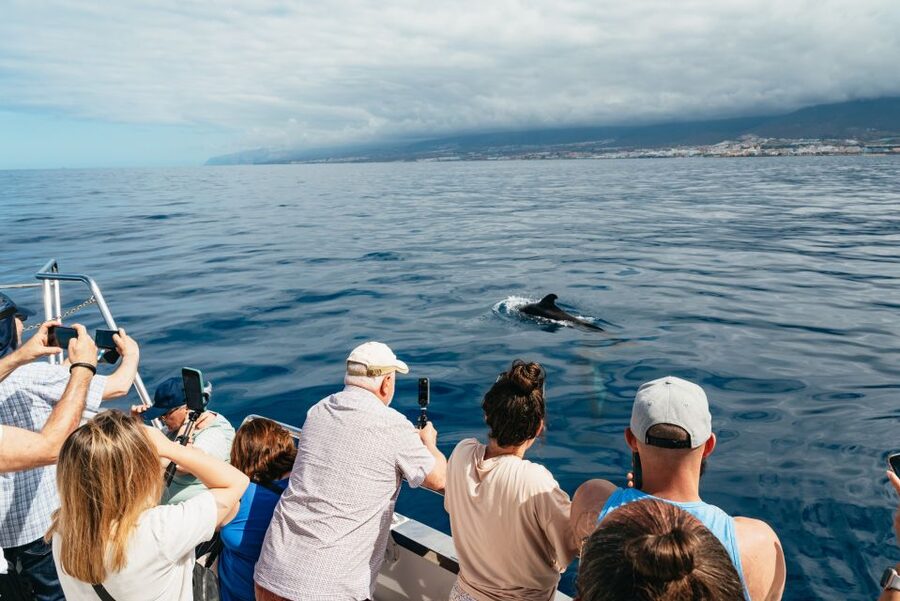 Tenerife: Eco-Yacht Whale and Dolphin Watching and Swimming - Who will enjoy this 90-minute trip?