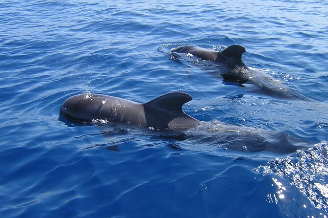 Tenerife Los Cristianos: Whale and Dolphin Eco-Yacht and Swim Stop - Five things to know before you book