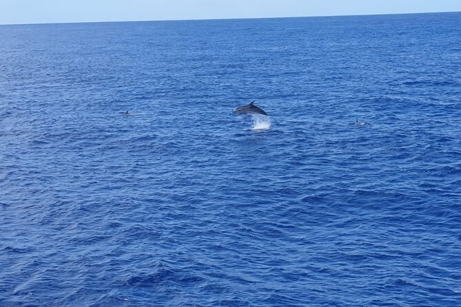 Tenerife Los Cristianos: Whale and Dolphin Eco-Yacht and Swim Stop - The swim and snorkel stop