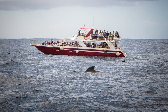 Tenerife Los Cristianos: Whale and Dolphin Eco-Yacht and Swim Stop - What the boat feels like for families and mixed groups