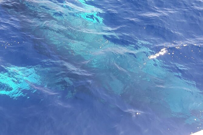 Tenerife Los Cristianos: Whale and Dolphin Eco-Yacht and Swim Stop - What to pack and how to avoid common problems