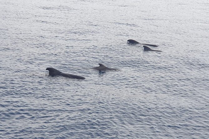 Tenerife Los Cristianos: Whale and Dolphin Eco-Yacht and Swim Stop - The Cave of Love and the Palm Mar coastline