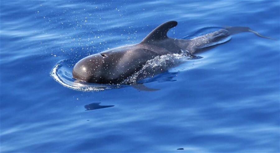 Tenerife: Los Gigantes Whale Watching Cruise by Sail Boat - A small sailboat and a big Atlantic view