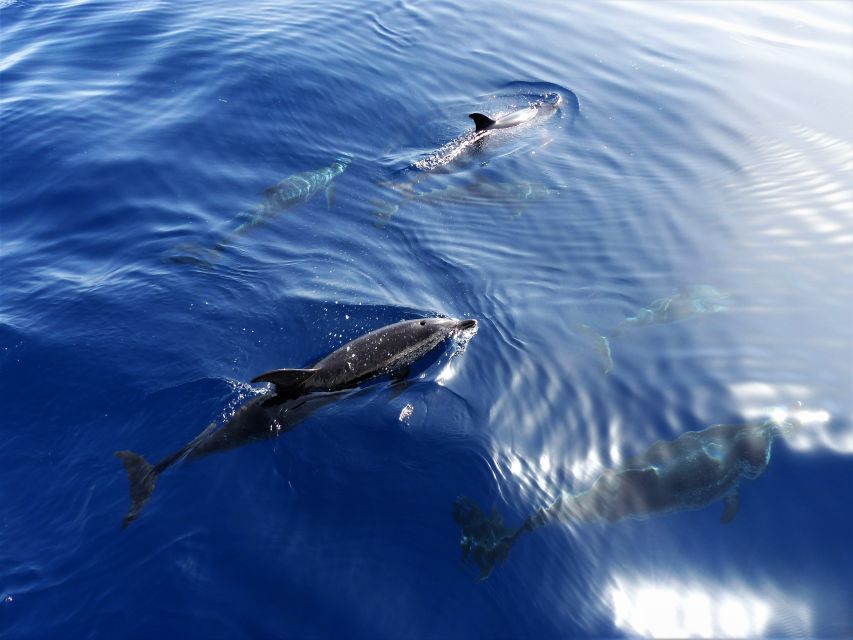 Tenerife: Los Gigantes Whale Watching Cruise by Sail Boat - Why the 10-person limit changes the mood