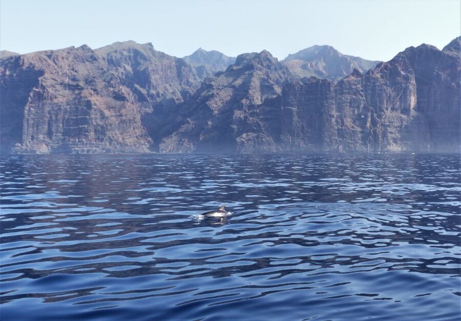 Tenerife: Los Gigantes Whale Watching Cruise by Sail Boat - The slow return along Los Gigantes