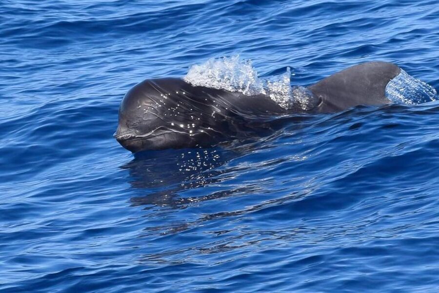 Tenerife: Luxury Private Whale & Dolphin Watching Tour - Finding Pilot Whales Beyond the Harbor