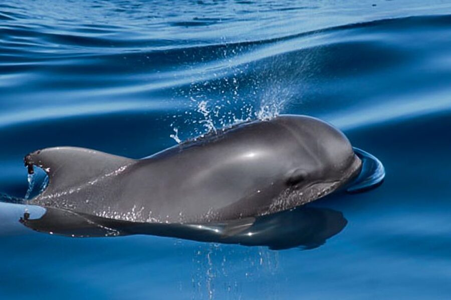 Tenerife: Luxury Private Whale & Dolphin Watching Tour - Choosing Three Hours or Six