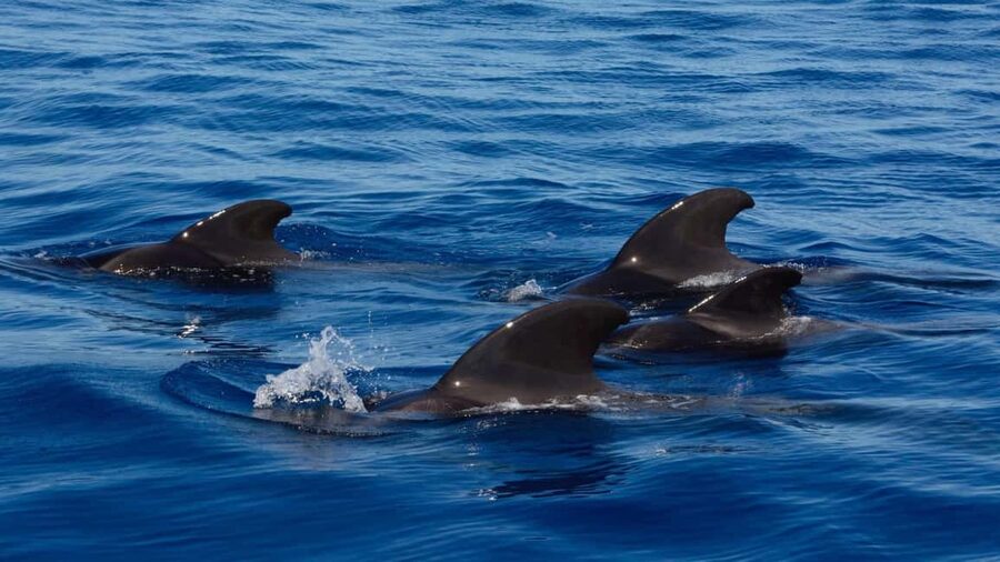 Tenerife: Ocean Pack Jet Ski and Yacht Whale Watching - Starting at Puerto Colón