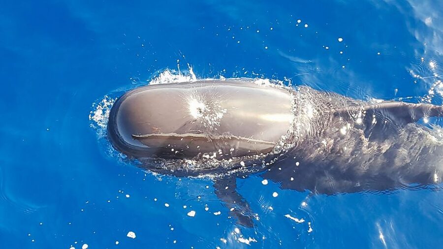 Tenerife: Sailboat Tour Whale Watching Food and Snorkeling - Seeing whales, dolphins, turtles, and seabirds