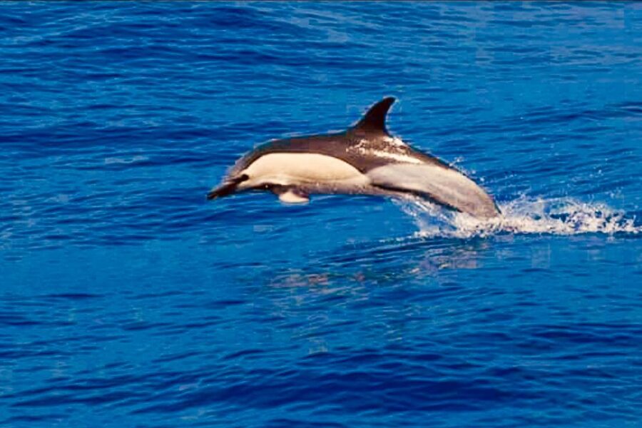 Tenerife: Sailboat Tour Whale Watching Food and Snorkeling - The snorkeling stop in a sheltered bay
