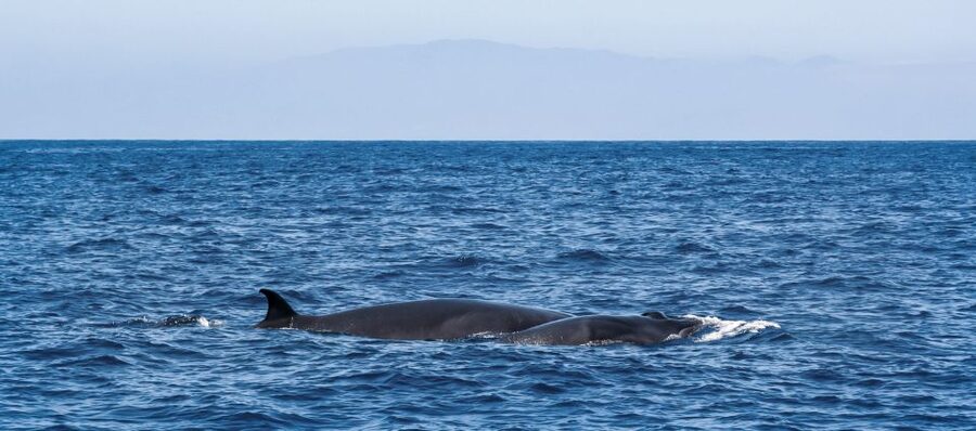 Tenerife: Sailboat Tour Whale Watching Food and Snorkeling - Sea conditions and seasickness