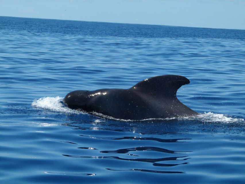 Tenerife: Sailing Excursion with Whale and Dolphin Watching - Practical packing advice for Puerto Colón
