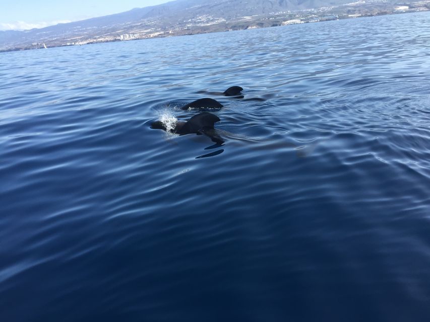 Tenerife: Sailing Excursion with Whale and Dolphin Watching - Leaving Puerto Colón on a 52-foot yacht