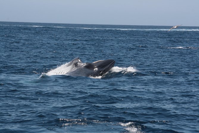 Tenerife: Whale and dolphin watching - Leaving Puerto Colón for the open water