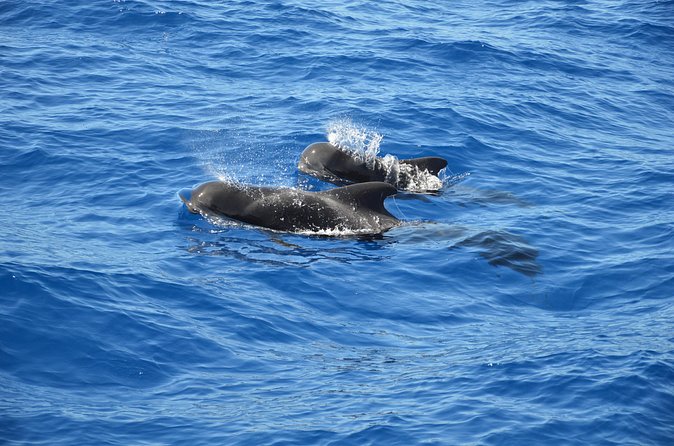 Tenerife: Whale and dolphin watching - The crew’s approach to conservation